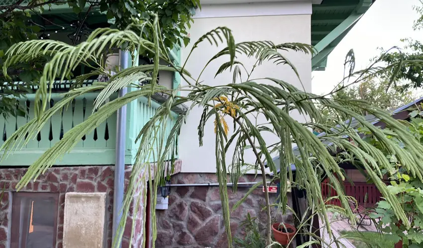 dm Apartman Balatonfldvr - Szilveszter