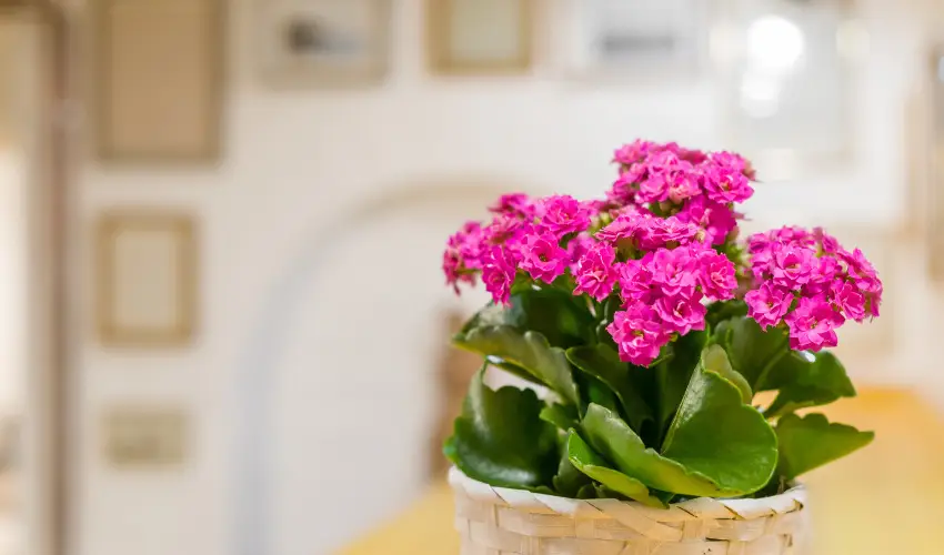 dm Apartman Balatonfldvr - Szilveszter