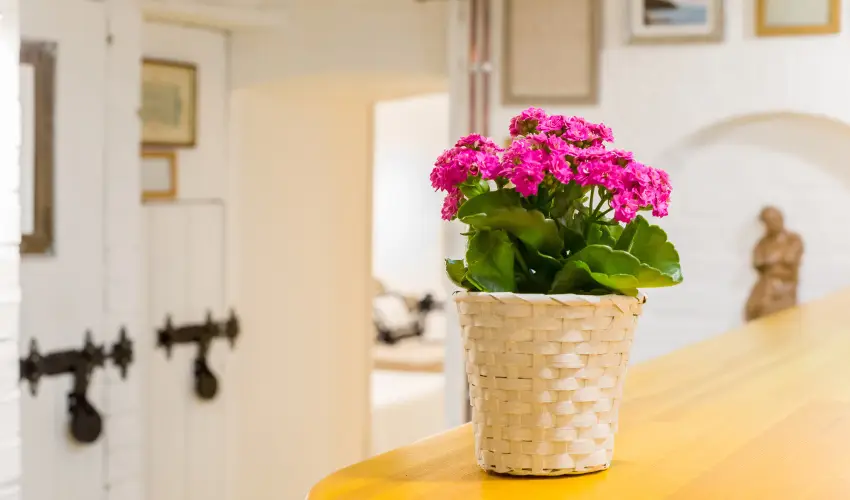 dm Apartman Balatonfldvr - Szilveszter