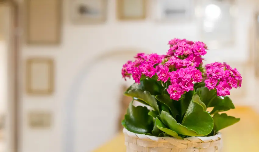 dm Apartman Balatonfldvr - Szilveszter