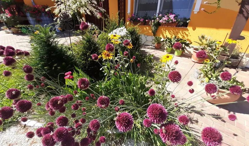 Andrea Vendghz Kehidakustny - Szilveszter (min. 3 j)