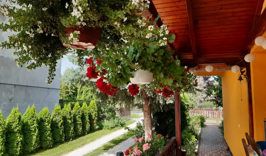 Andrea Vendghz Kehidakustny - Szilveszter (min. 3 j)