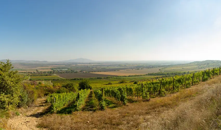 Angyal Bor�szat R�tka - Szilveszter (min. 2 �j)