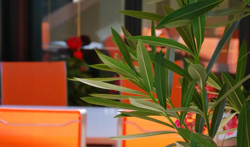 Bacchus Panzi Eger - Szilveszter