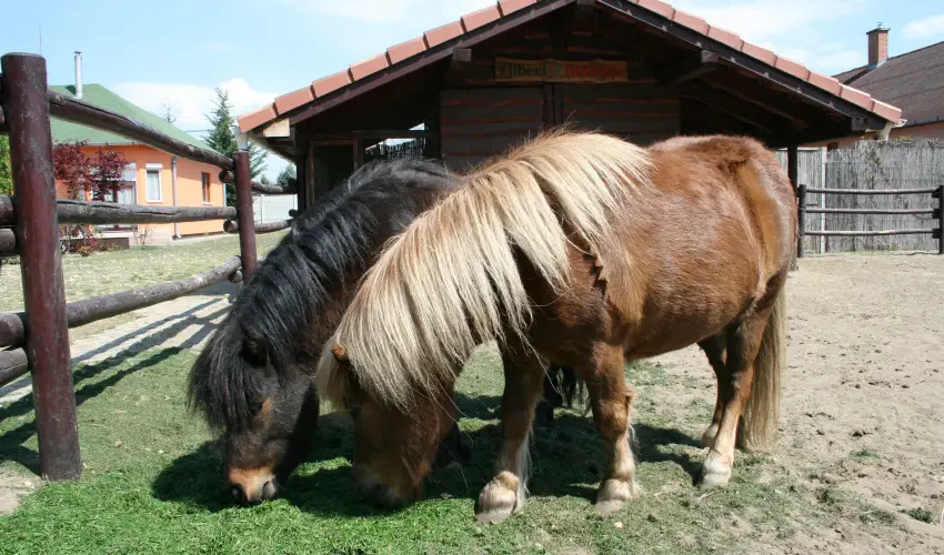 Bagolyvr Inrcs Inrcs - Szilveszter