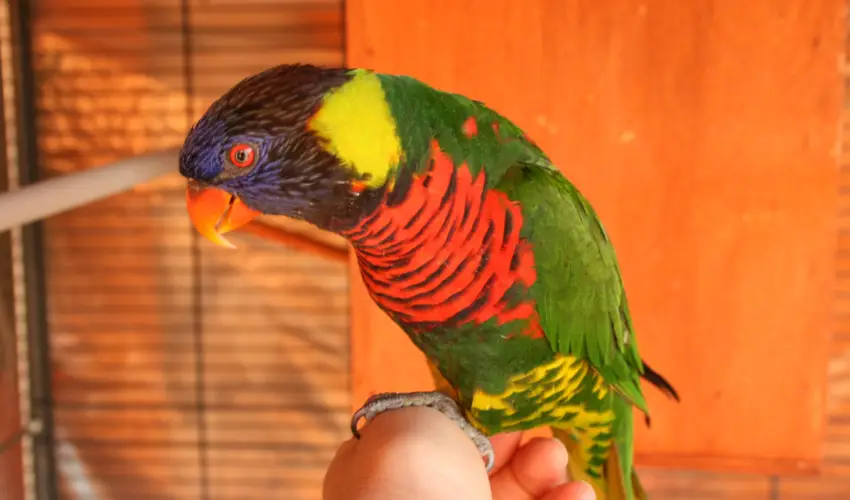 Bagolyvr Inrcs Inrcs - Szilveszter