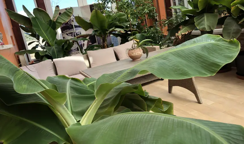 Bagolyvr Inrcs Inrcs - Szilveszter