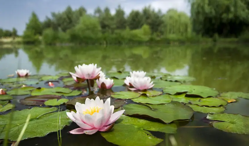 Bodrogi Kria Wellness Hotel Inrcs - Szilveszter (min. 2 j)