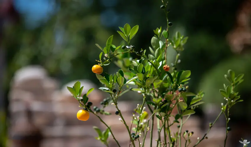 Casa Oliva Tokaj Tokaj - Szilveszter