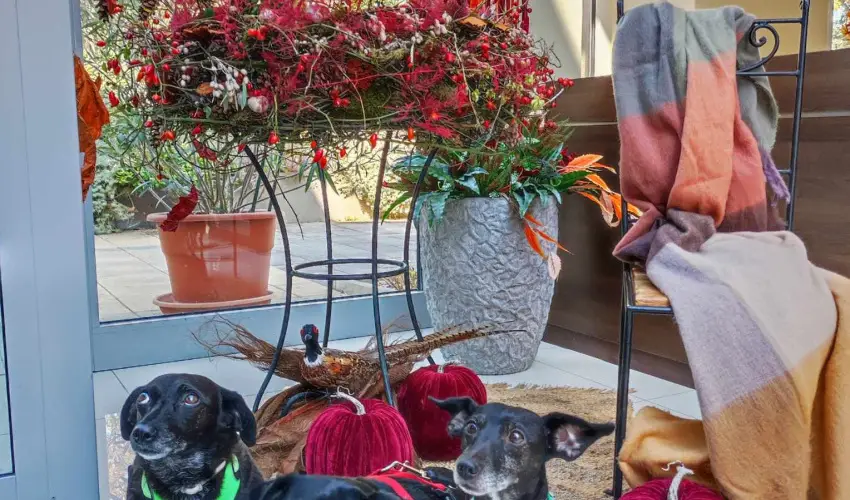 CE Plaza Hotel Sifok - Fergeteges CE Plaza szilveszter (min. 3 j)