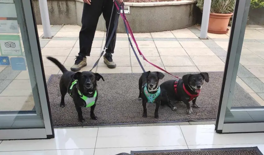 CE Plaza Hotel Sifok - Fergeteges CE Plaza szilveszter (min. 3 j)