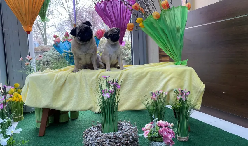 CE Plaza Hotel Sifok - Fergeteges CE Plaza szilveszter (min. 3 j)