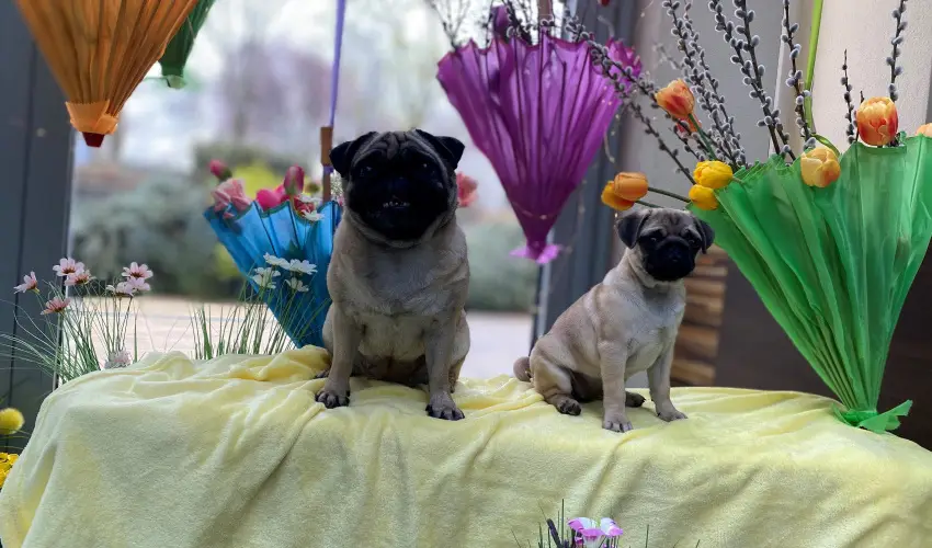 CE Plaza Hotel Sifok - Fergeteges CE Plaza szilveszter (min. 3 j)