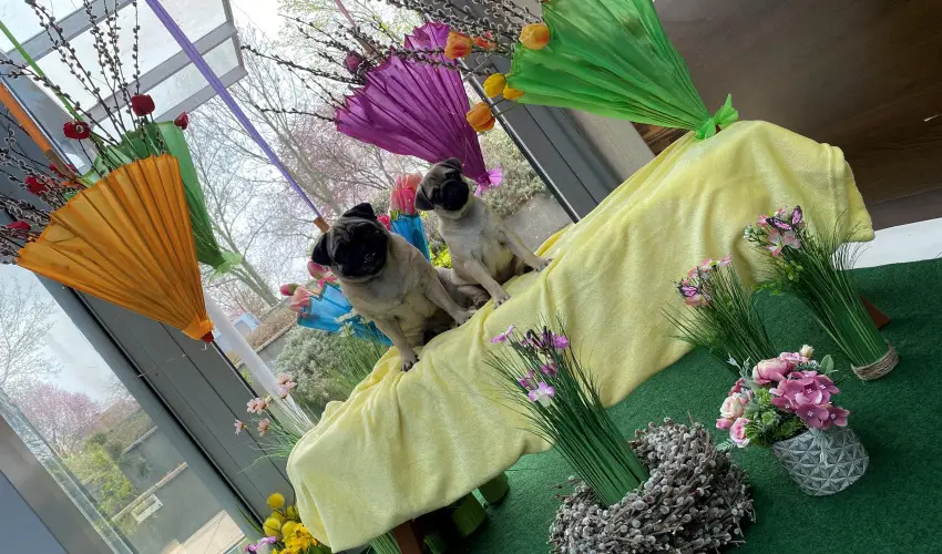 CE Plaza Hotel Sifok - Fergeteges CE Plaza szilveszter (min. 3 j)