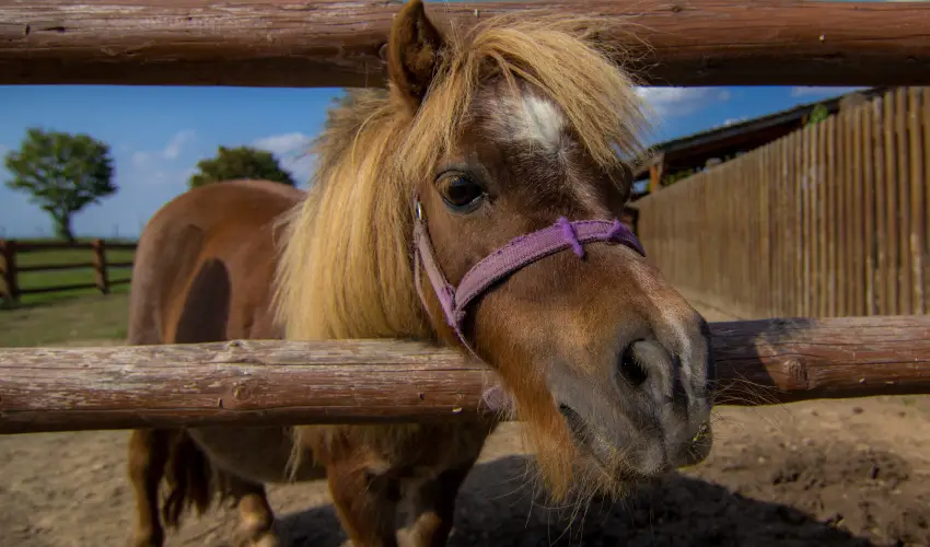 Csodaszarvas Tjpark Rbahdvg - Szilveszter (min. 2 j)