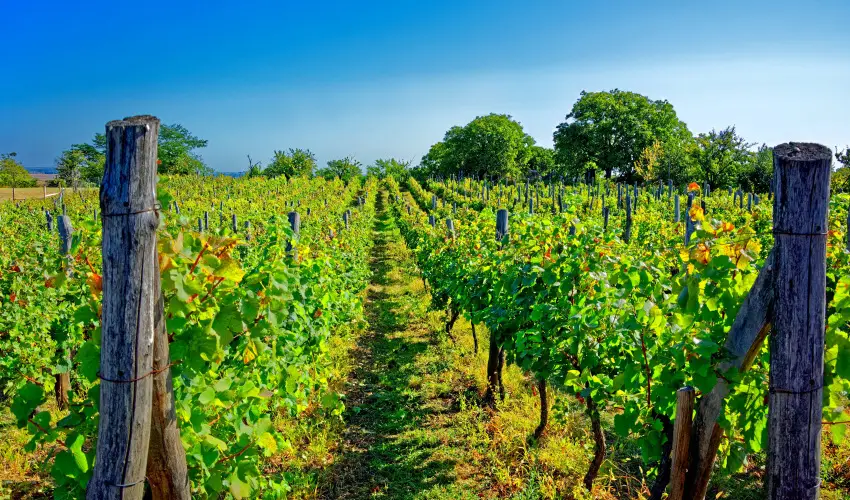 Fried Kast�ly Hotel Simontornya - Szilveszter (min. 3 �j)