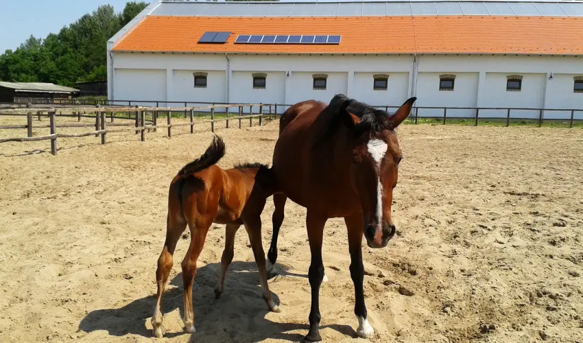 Gerby Kria Hotel s Lovasudvar Lajosmizse - Szilveszter (min. 2 j)