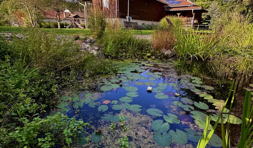 Halhza Vendghz Sirok - Szilveszter