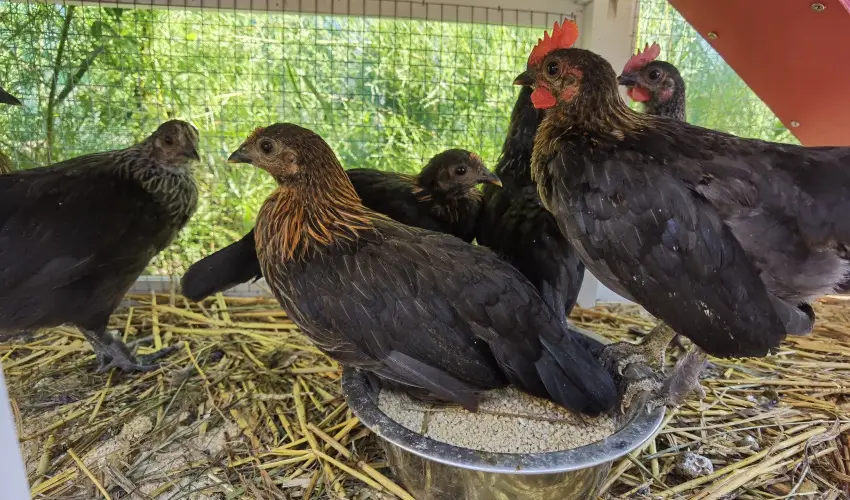 Helna Hotel & SPA Levl - Szilveszter