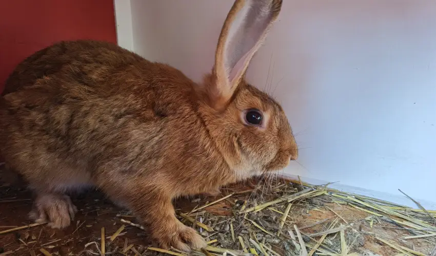 Helna Hotel & SPA Levl - Szilveszter