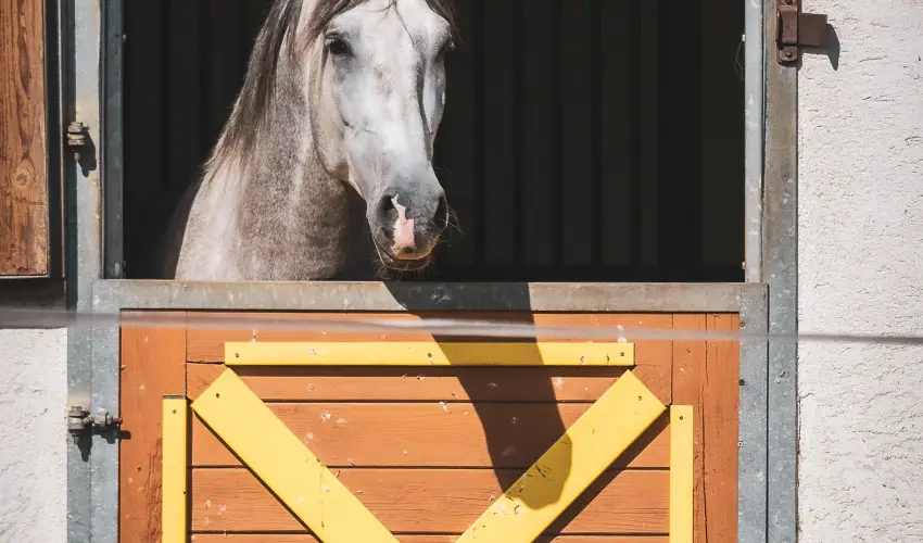 Htkti Wellness Hotel & Lovaspark Mr - Szilveszter