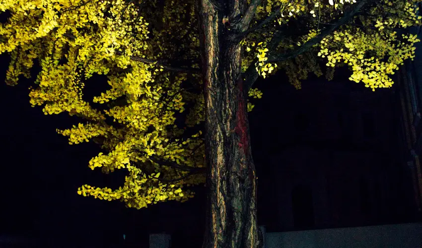 Hotel Ginkgo H�dmez�v�s�rhely - Szilveszter 