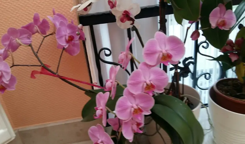 Hotel Isabell Gyr - Szilveszter 