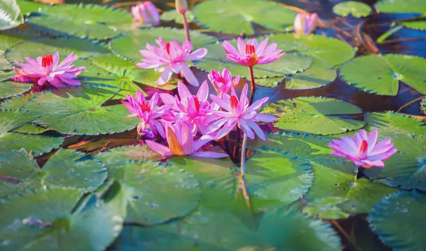 Hunguest Hotel Panorma Hvz - Szilveszter a hvzi Hunguest Panormban (min. 3 j)