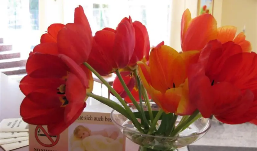 Sante Hvz Hvz - Szilveszter