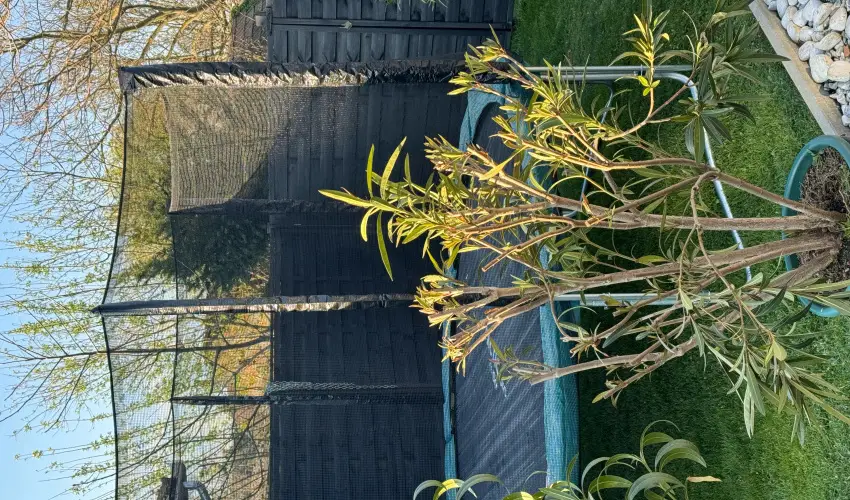 K�kmad�r Vend�gh�z Homokm�gy - Szilveszter