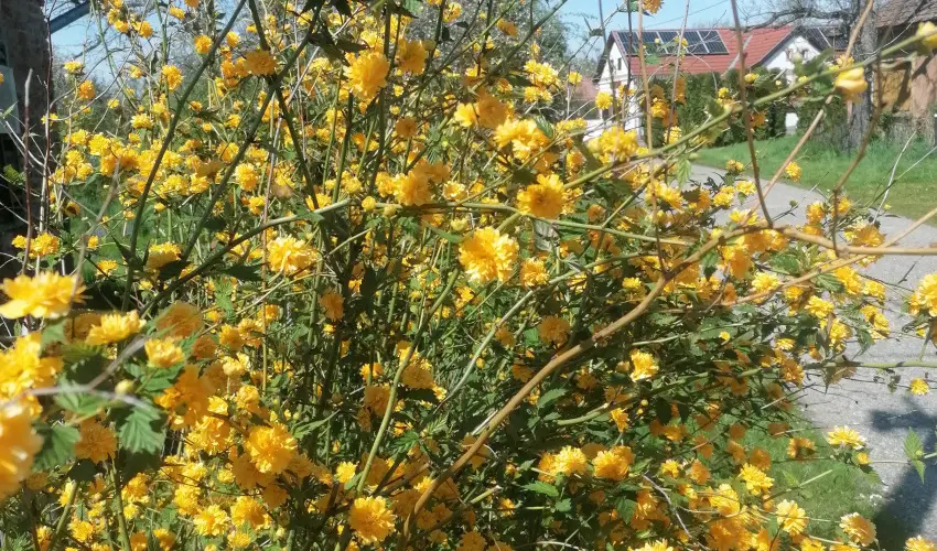 Kerka Vendghz Csesztreg - Szilveszter (min. 2 j)