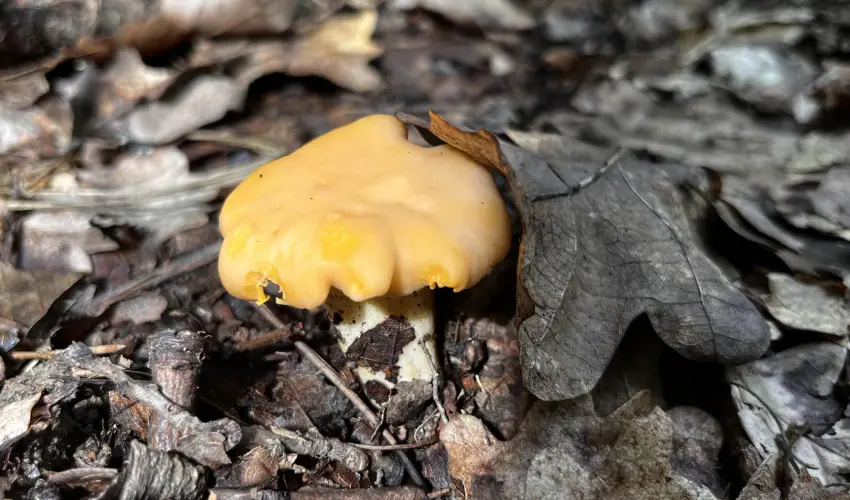 Kerka Vendghz Csesztreg - Szilveszter (min. 2 j)