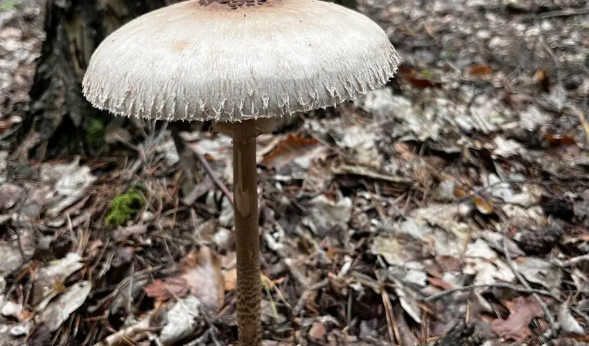 Kerka Vendghz Csesztreg - Szilveszter (min. 2 j)