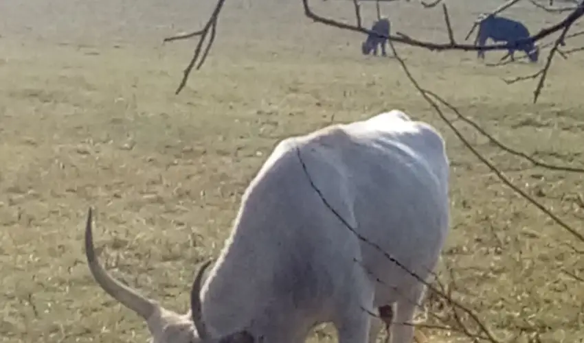 Kerka Vendghz Csesztreg - Szilveszter (min. 2 j)