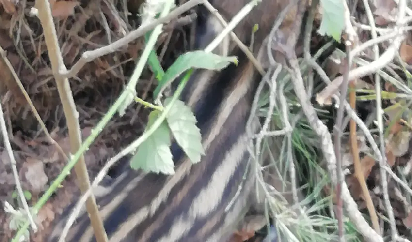 Kerka Vendghz Csesztreg - Szilveszter (min. 2 j)