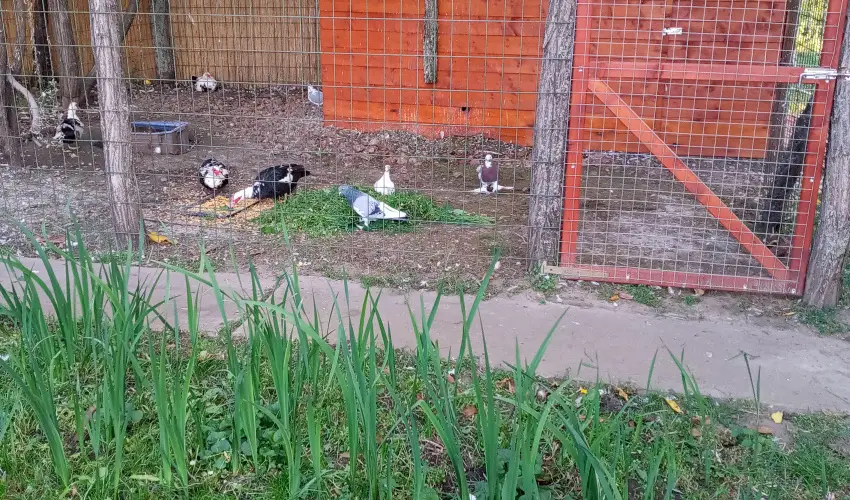 Krs Vendghz Szarvas - Szilveszter (min. 3 j)