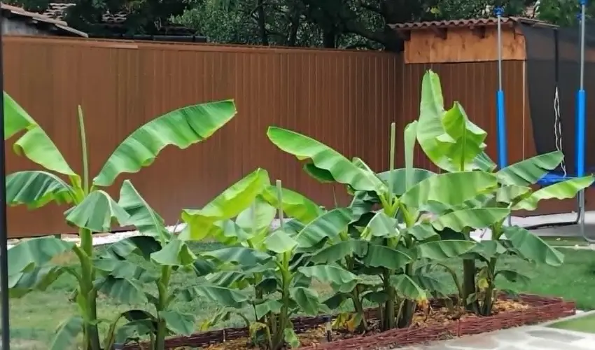 Lilla Apartmanhzak Szilvsvrad - Szilveszter (min. 3 j)