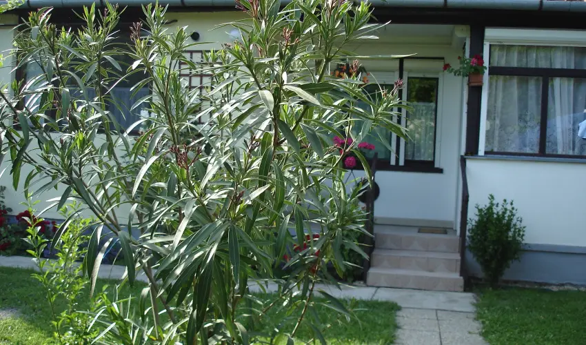 Liza Apartman Gyula - Szilveszter (min. 2 j)