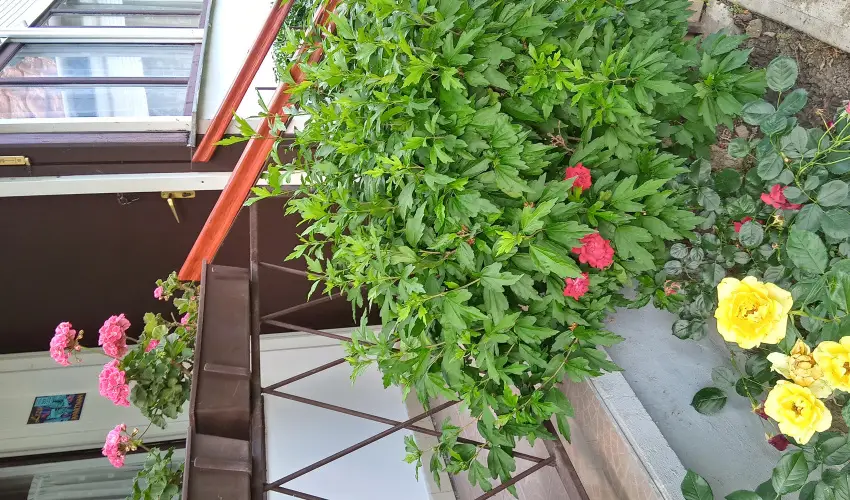 Liza Apartman Gyula - Szilveszter (min. 2 j)