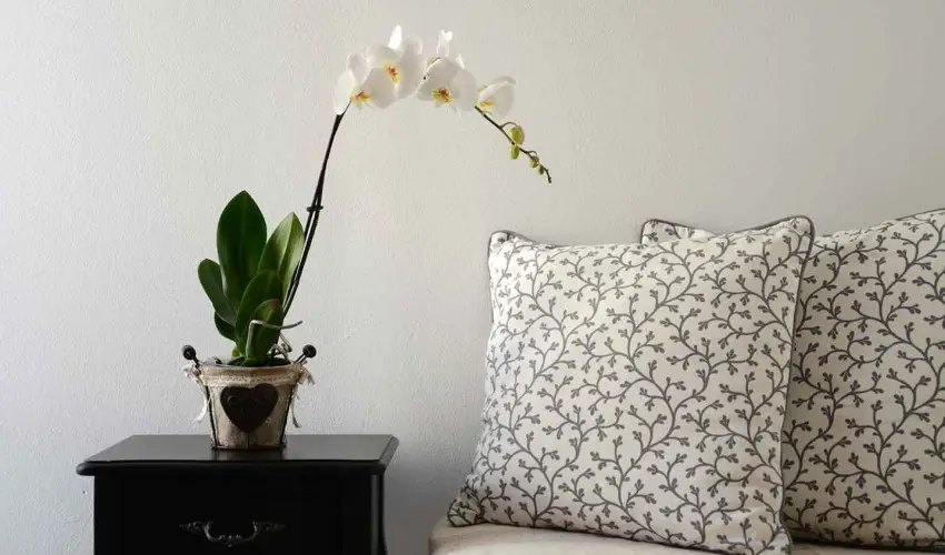 Malom-t Vendghz Tapolca - Szilveszter (min. 2 j)