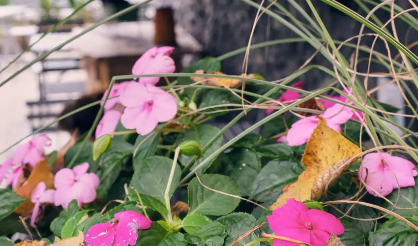 Neptun Badacsony Badacsony - Szilveszter