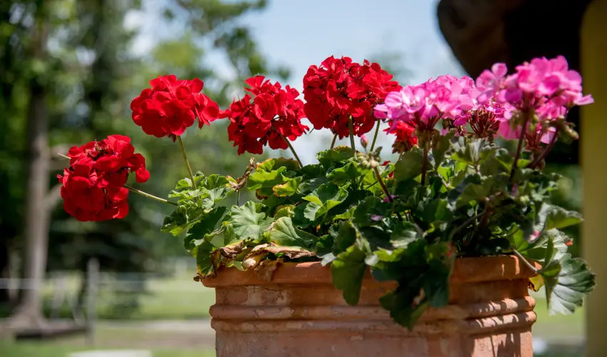 Nyerges Hotel Term�l Monor - Szilveszter