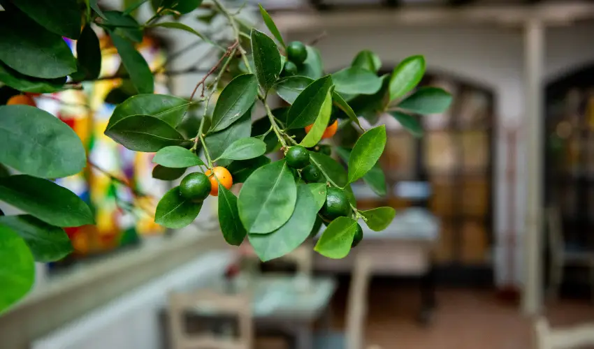 Nyerges Hotel Term�l Monor - Szilveszter