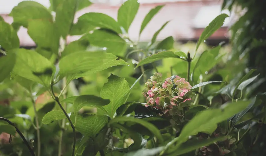 reg Prs Butikhotel Mr - Szilveszter