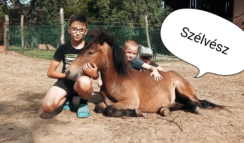 P�ni Kuck� Vend�gh�z �s Minifarm  Hossz�v�lgy - Szilveszter