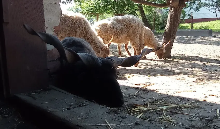 P�ni Kuck� Vend�gh�z �s Minifarm  Hossz�v�lgy - Szilveszter