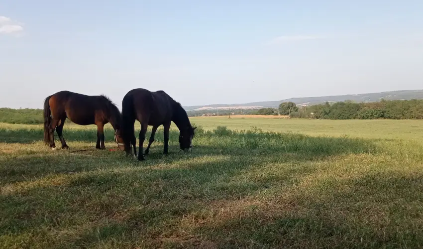 P�ni Kuck� Vend�gh�z �s Minifarm  Hossz�v�lgy - Szilveszter