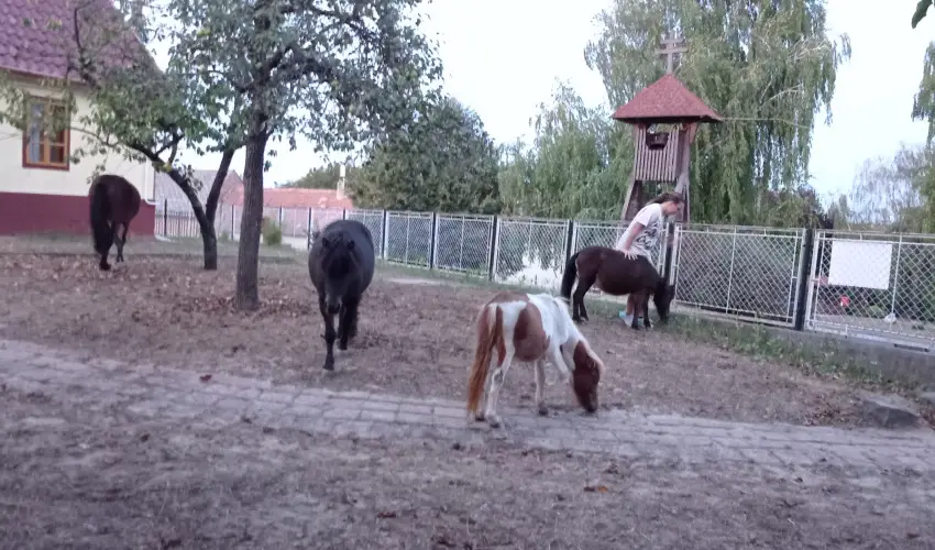 P�ni Kuck� Vend�gh�z �s Minifarm  Hossz�v�lgy - Szilveszter