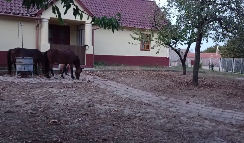 P�ni Kuck� Vend�gh�z �s Minifarm  Hossz�v�lgy - Szilveszter