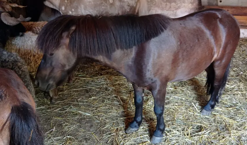 P�ni Kuck� Vend�gh�z �s Minifarm  Hossz�v�lgy - Szilveszter